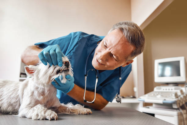Best Urgent Dental Care for Toothache in Pond Creek, OK